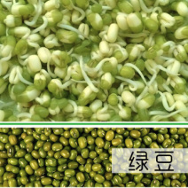 小明绿豆绿豆芽豆生绿豆芽珍珠粒量大价更优