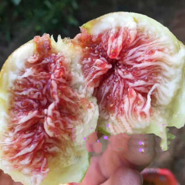 威海青皮无花果春果上市啦