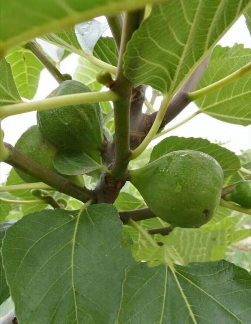 威海青皮无花果春果上市啦
