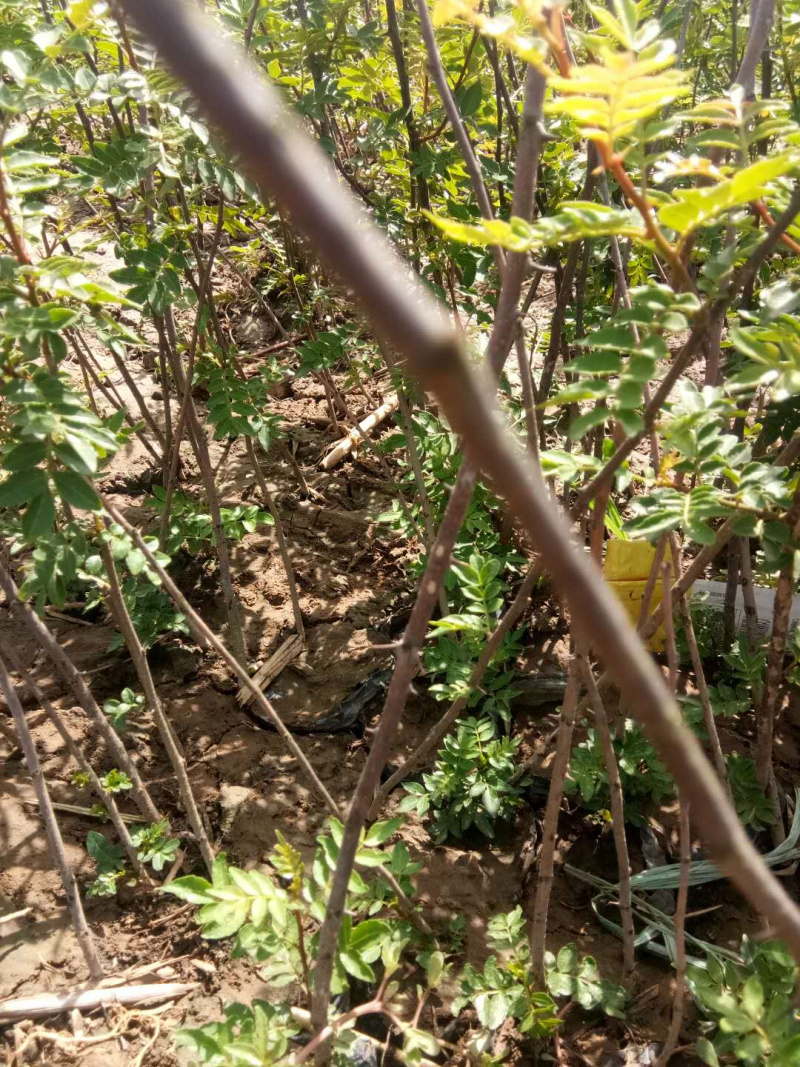 花椒苗（大红袍）
