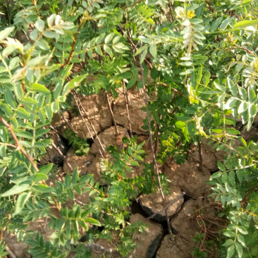 花椒苗（大红袍）