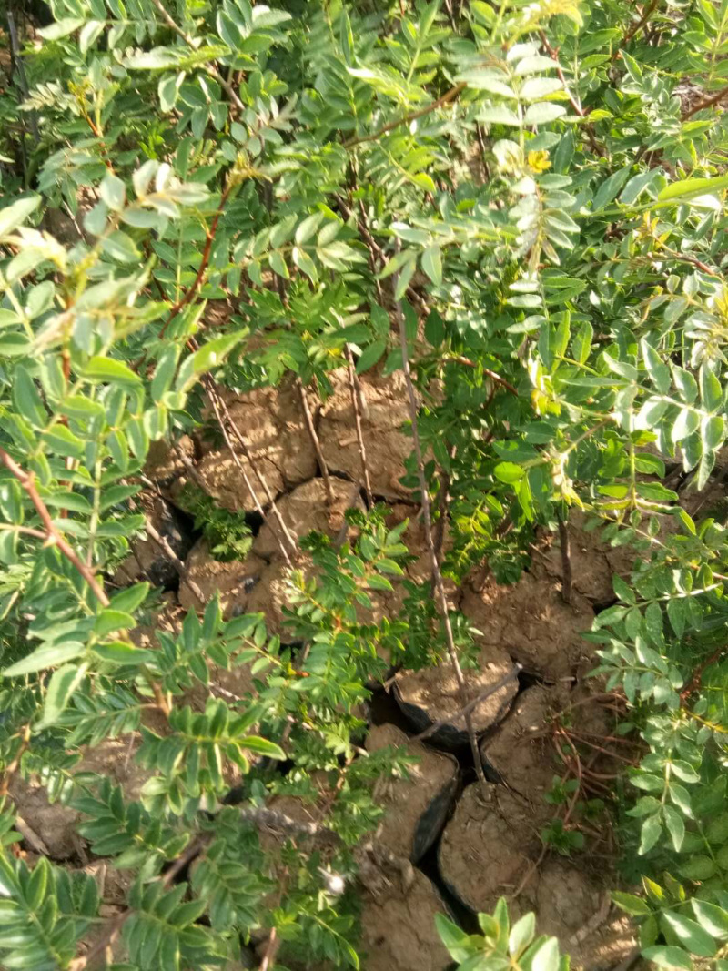 花椒苗（大红袍）