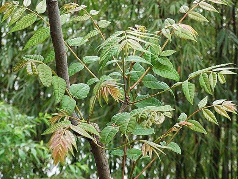 香椿籽净籽红油香椿大棚阳台四季无土栽培