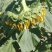 363葵花籽