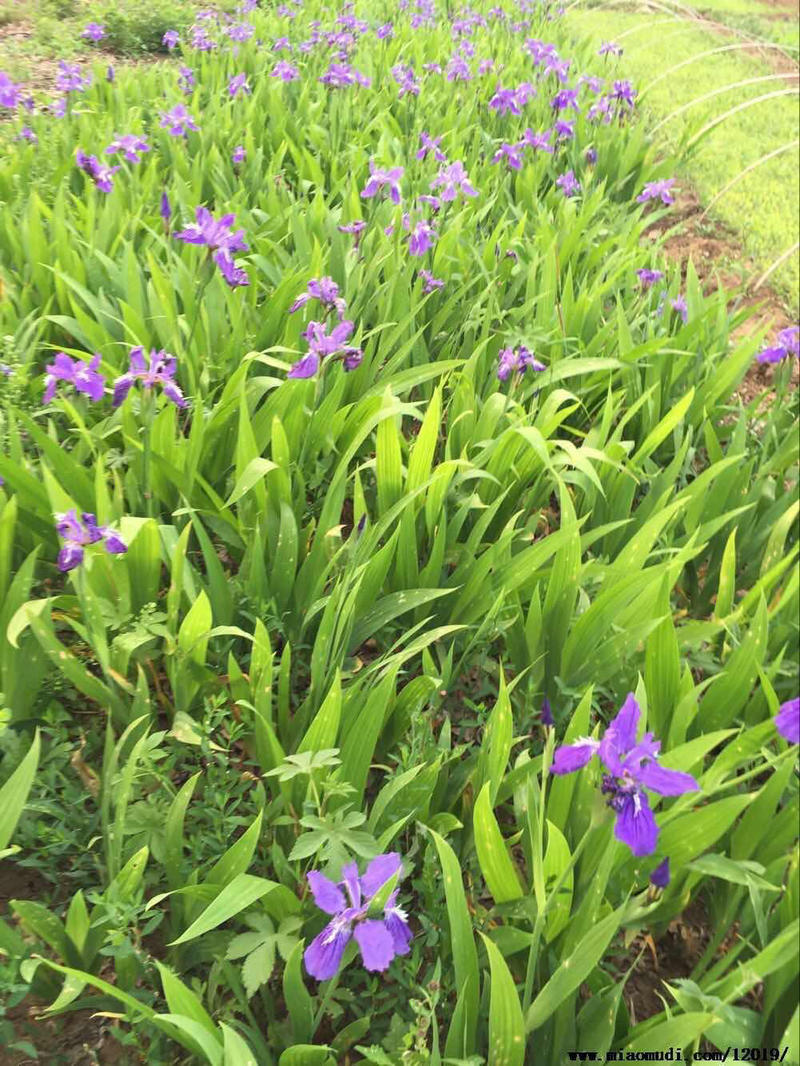 蓝花鸢尾种子多年生庭院花种子水生花种四季开花卉耐湿蝴蝶