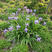 蓝花鸢尾种子多年生庭院花种子水生花种四季开花卉耐湿蝴蝶