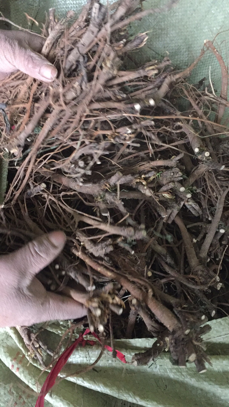 北柴胡籽.2020新产-出芽率98%-【包邮】
