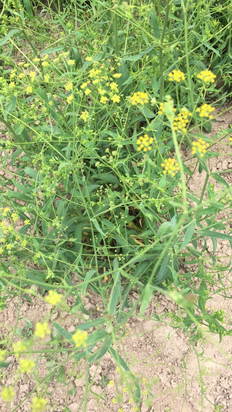 北柴胡籽.2020新产-出芽率98%-【包邮】
