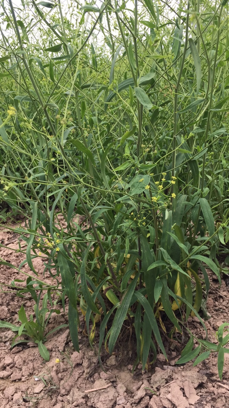 北柴胡籽.2020新产-出芽率98%-【包邮】