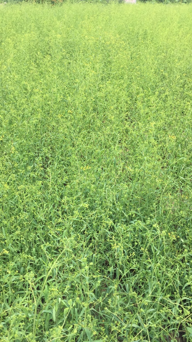 北柴胡籽.2020新产-出芽率98%-【包邮】