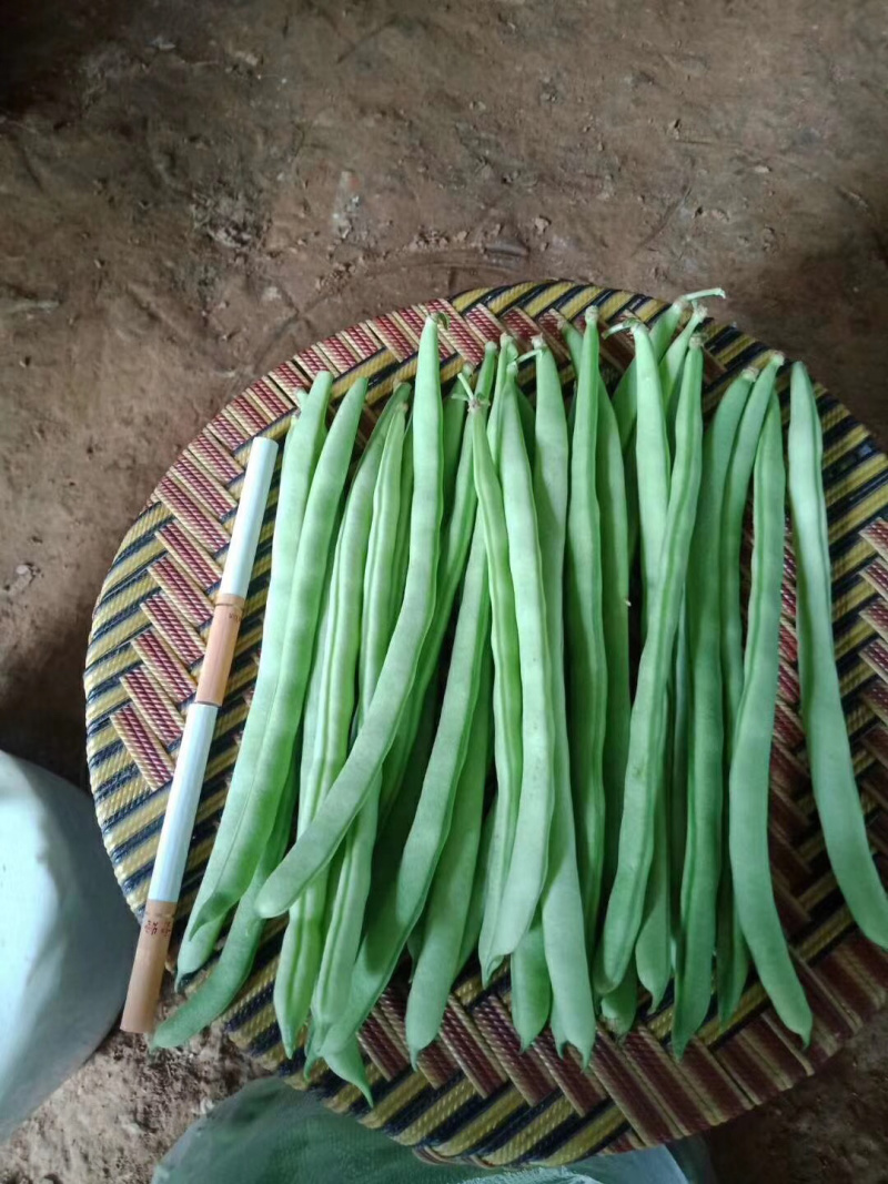 云南保山小金豆上市了需要的联系10