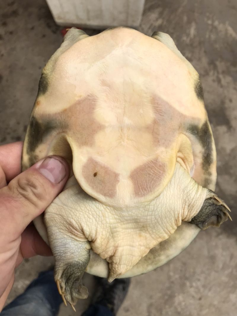 甲鱼