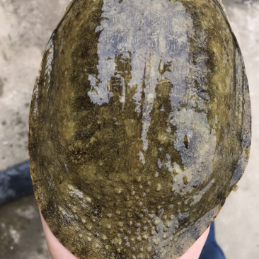 甲鱼
