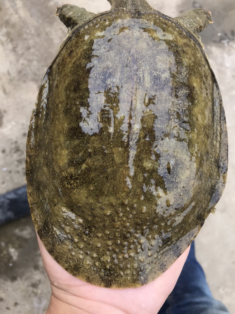甲鱼