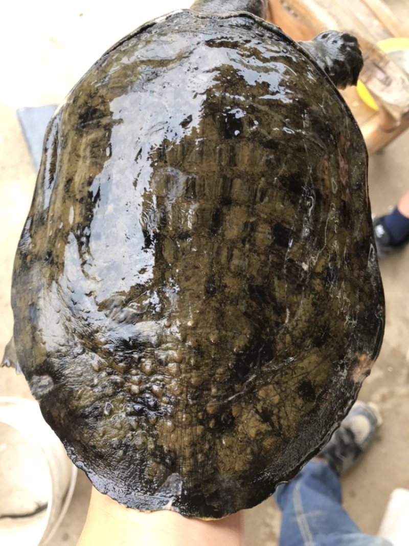甲鱼