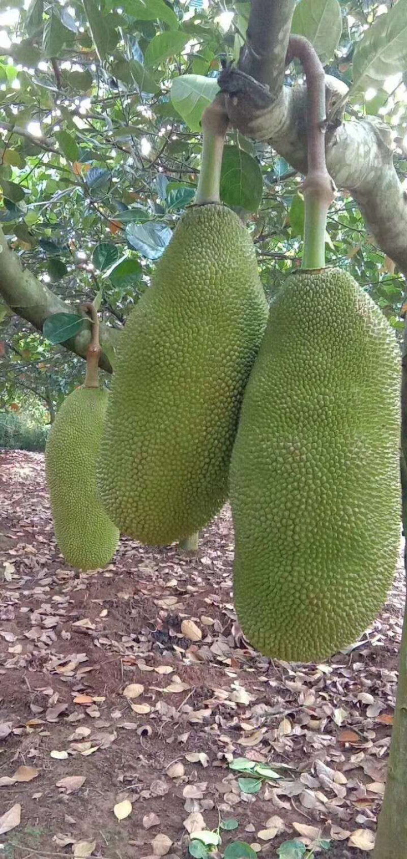 大量供应海南菠萝蜜，果地直供，价格有优势好^_^
