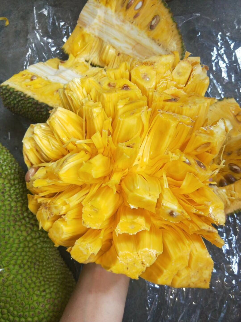 大量供应海南菠萝蜜，果地直供，价格有优势好^_^