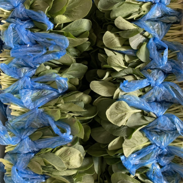 鸡毛菜