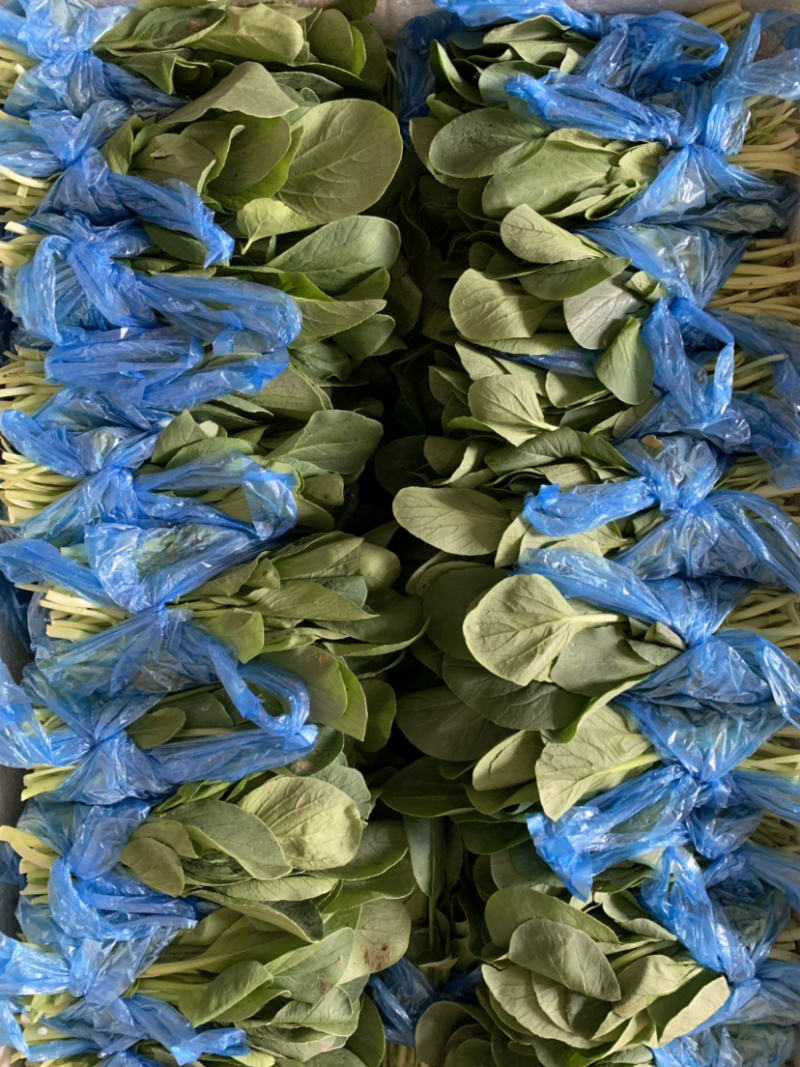 鸡毛菜