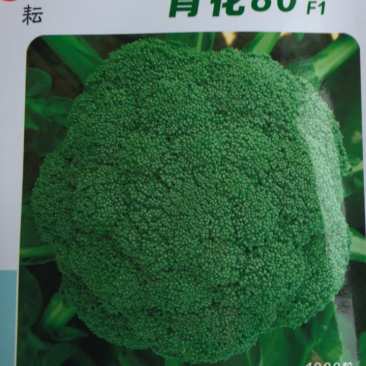 西南花种子，出花整齐，个儿大，受市场欢迎！