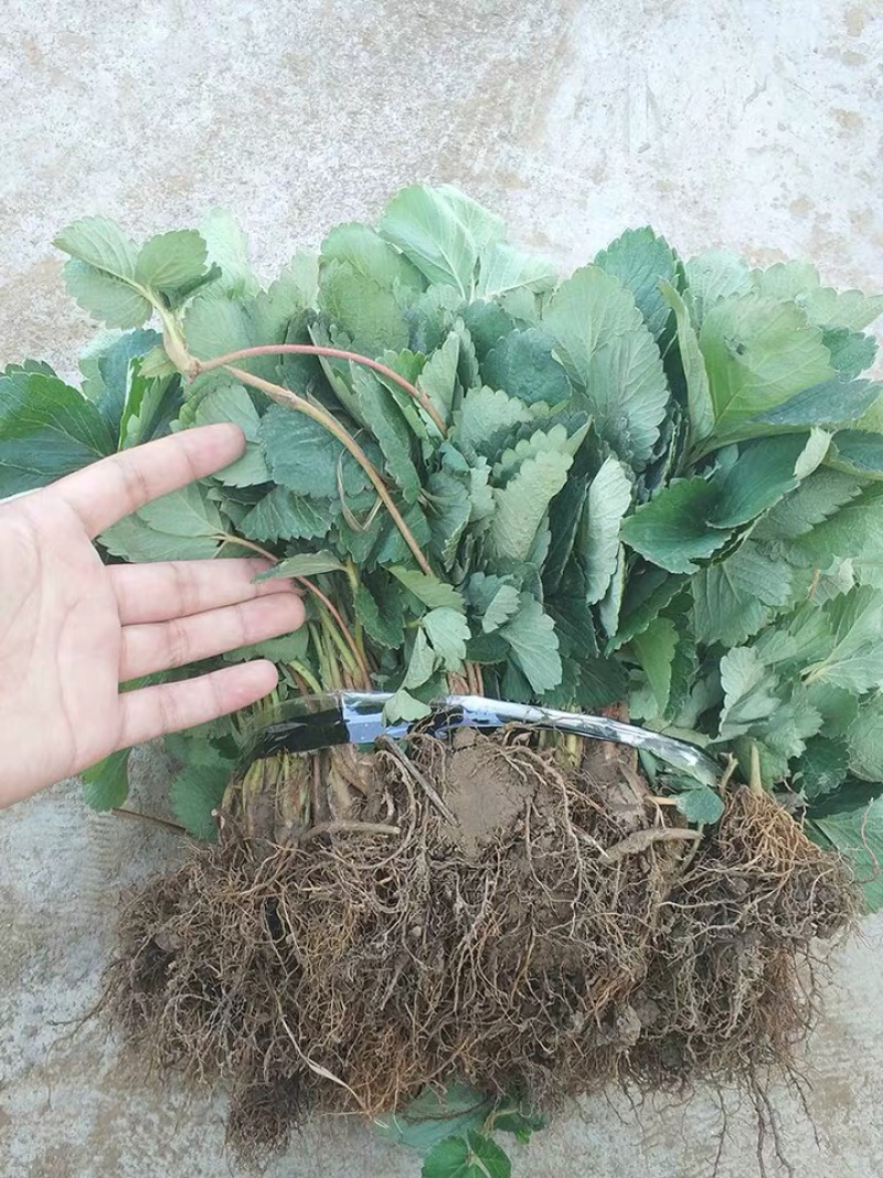 红颜，章姬，奶油，四季，甜宝，京藏品种多多