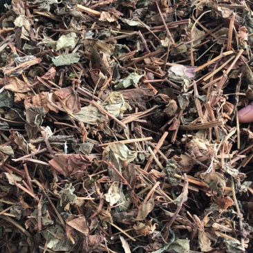 中药材野生鱼腥草新货切片2.5公分长颜色可以