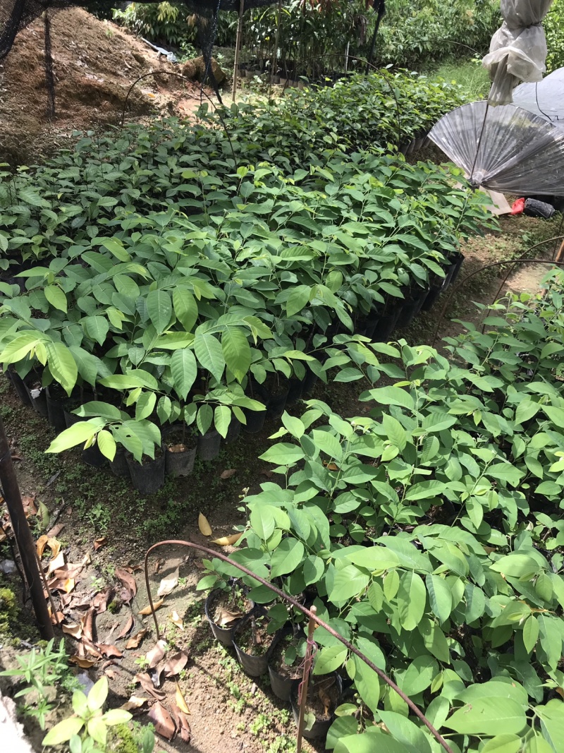 台湾凤梨释迦苗，直生苗，小袋苗，大袋苗，10斤袋，