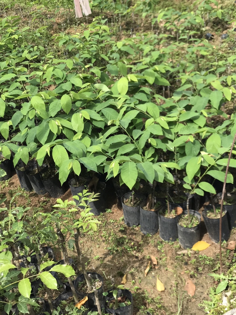 台湾凤梨释迦苗，直生苗，小袋苗，大袋苗，10斤袋，