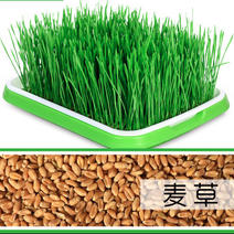 小麦小麦苗四季阳台种植无土栽培麦草