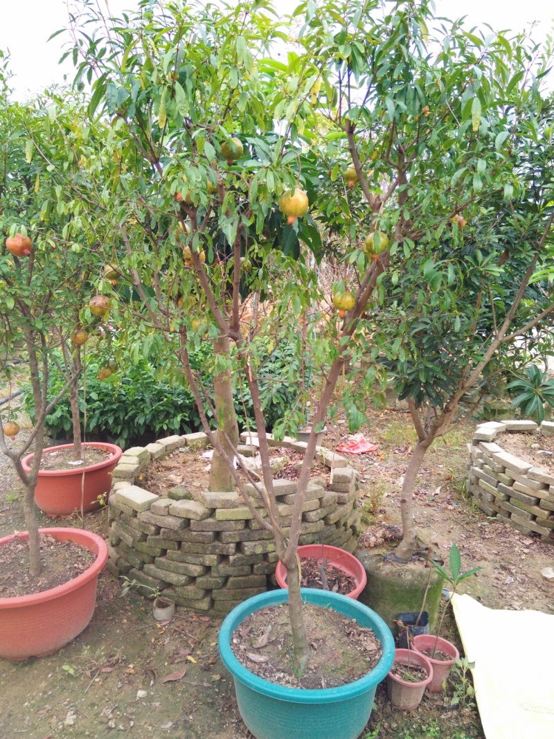 正宗石榴苗石榴树苗盆栽石榴苗石榴籽苗南北种植方地栽石榴果