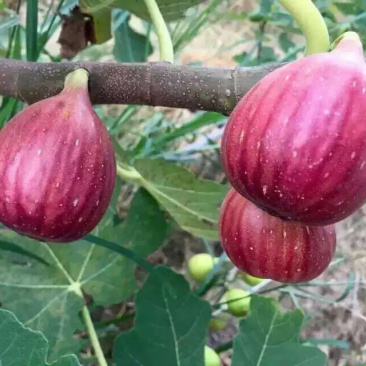 正宗台湾波姬红无花果苗盆栽无花果树苗南北方种植果树苗当年
