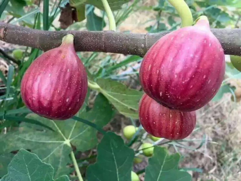 正宗台湾波姬红无花果苗盆栽无花果树苗南北方种植果树苗当年
