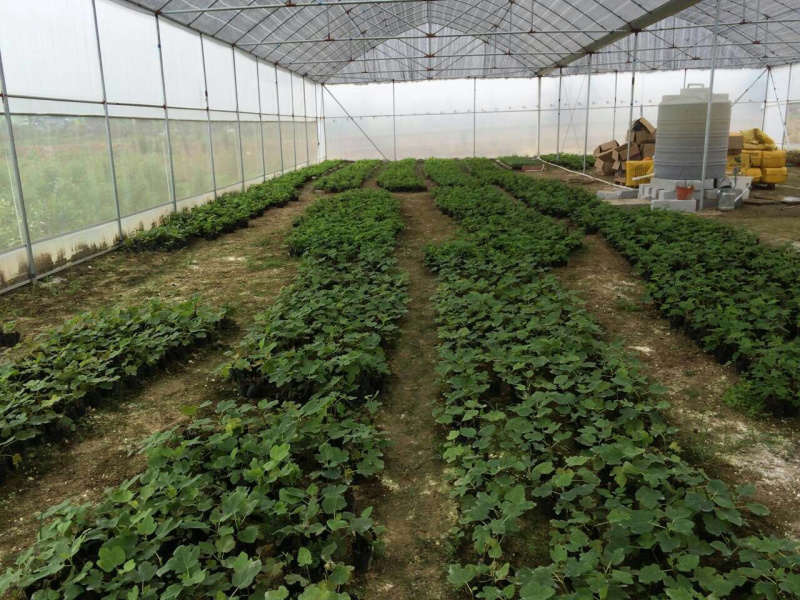 正宗台湾波姬红无花果苗盆栽无花果树苗南北方种植果树苗当年