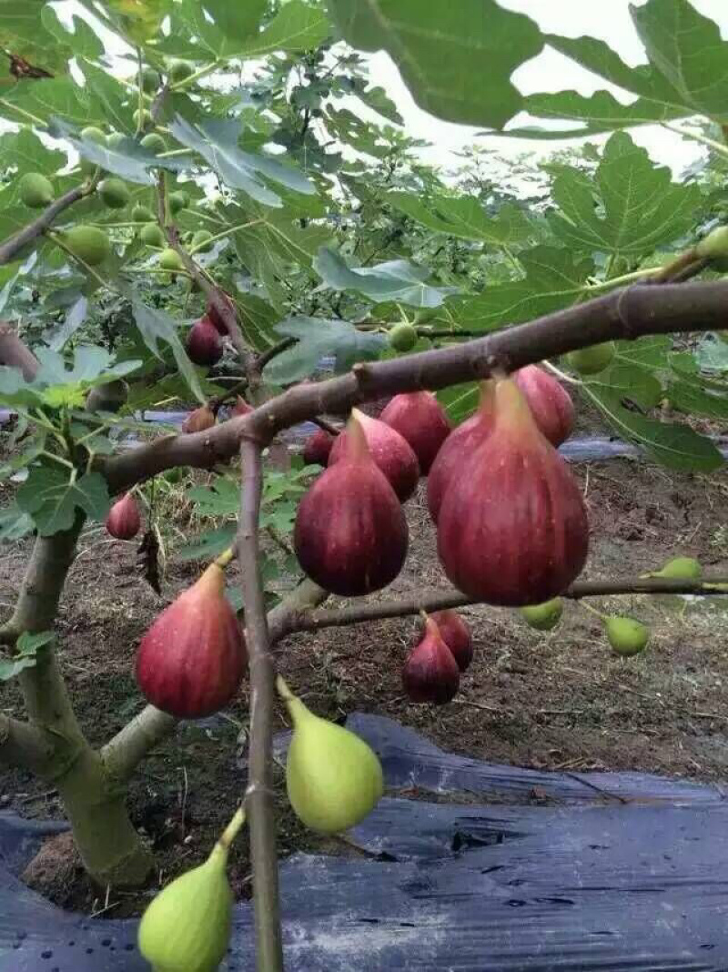 正宗台湾波姬红无花果苗盆栽无花果树苗南北方种植果树苗当年