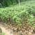 正宗台湾波姬红无花果苗盆栽无花果树苗南北方种植果树苗当年