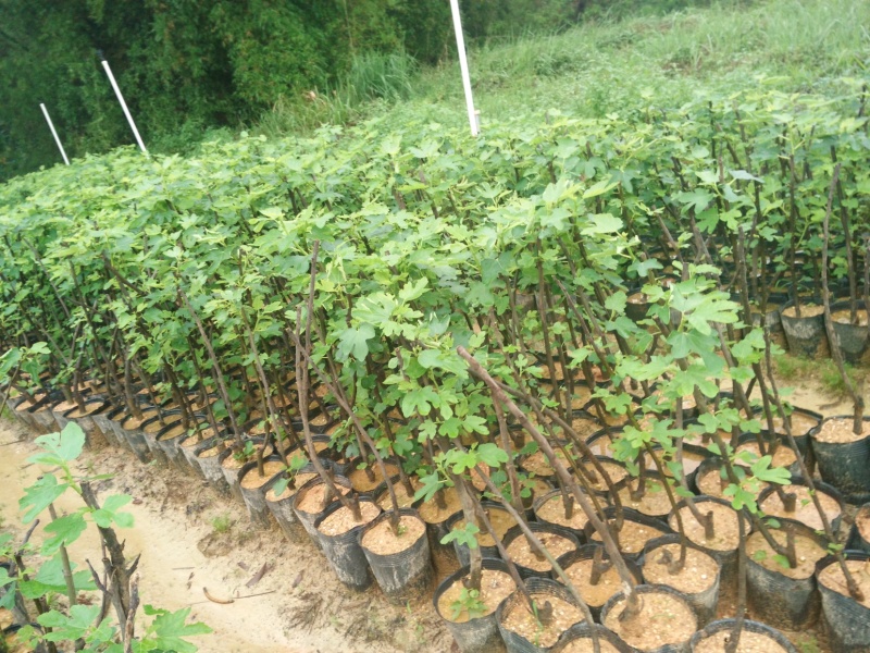 正宗台湾波姬红无花果苗盆栽无花果树苗南北方种植果树苗当年