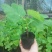 正宗台湾波姬红无花果苗盆栽无花果树苗南北方种植果树苗当年