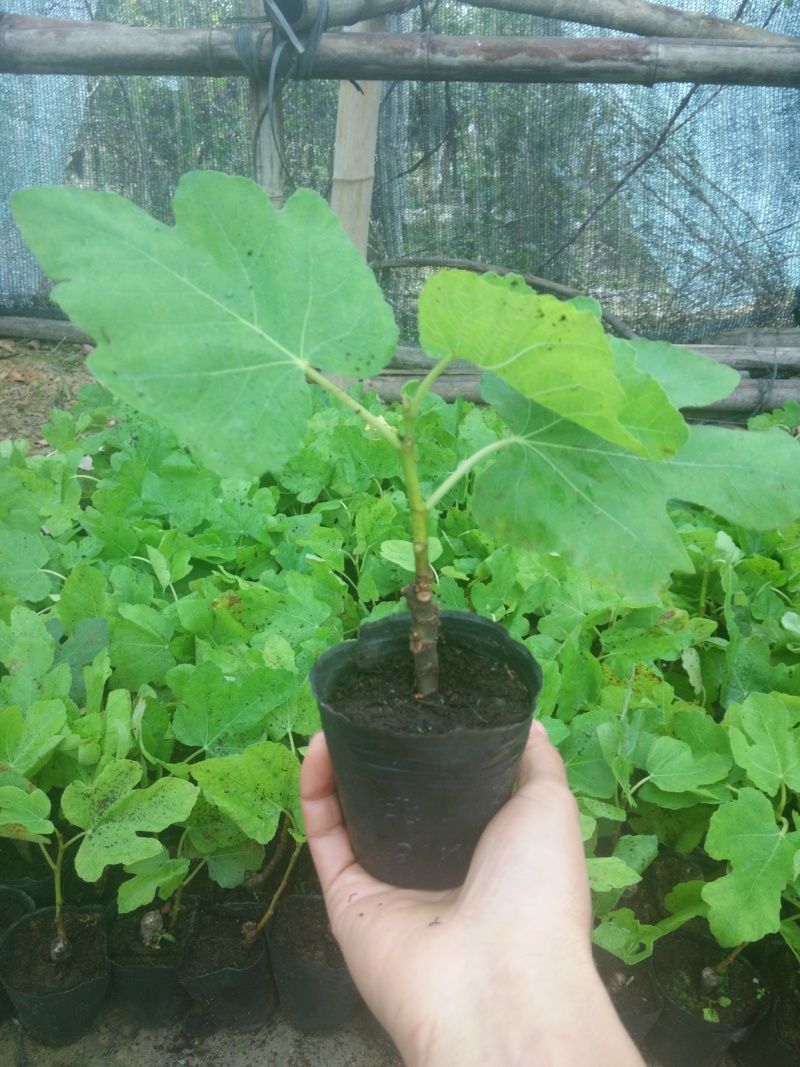 正宗台湾波姬红无花果苗盆栽无花果树苗南北方种植果树苗当年
