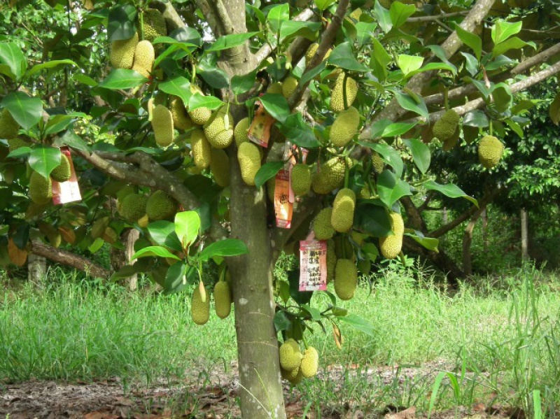 马来西亚榴莲菠萝蜜苗嫁接榴莲蜜树苗盆栽种植正宗菠萝蜜果