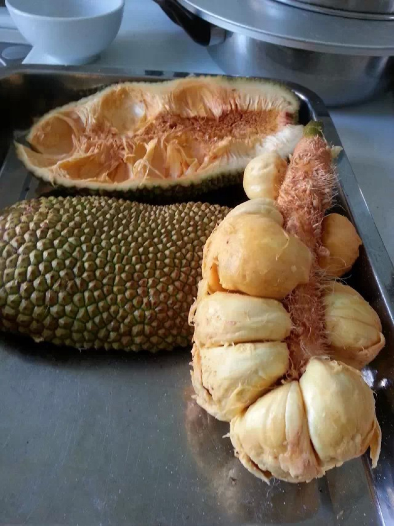 马来西亚榴莲菠萝蜜苗嫁接榴莲蜜树苗盆栽种植正宗菠萝蜜果