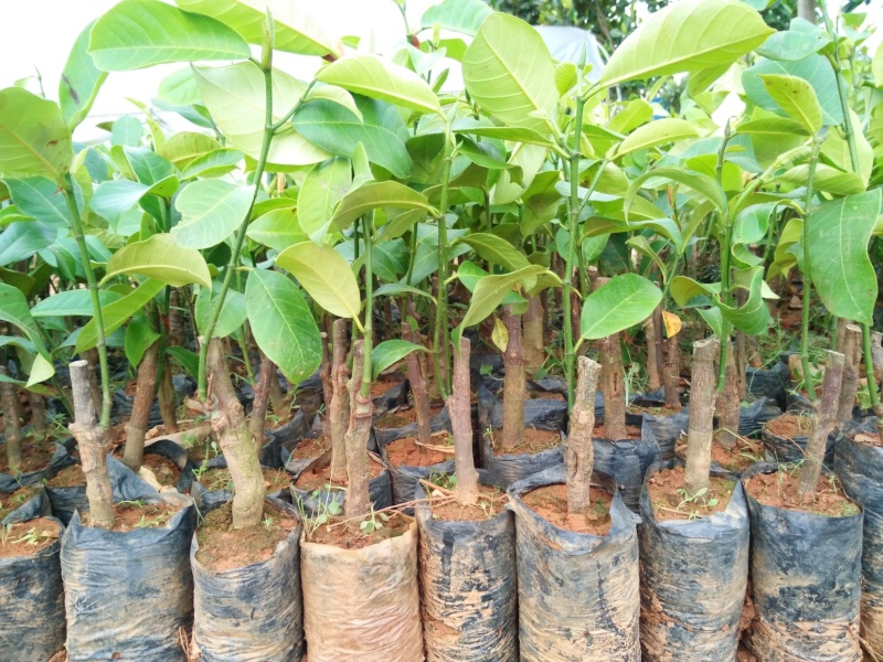 马来西亚榴莲菠萝蜜苗嫁接榴莲蜜树苗盆栽种植正宗菠萝蜜果