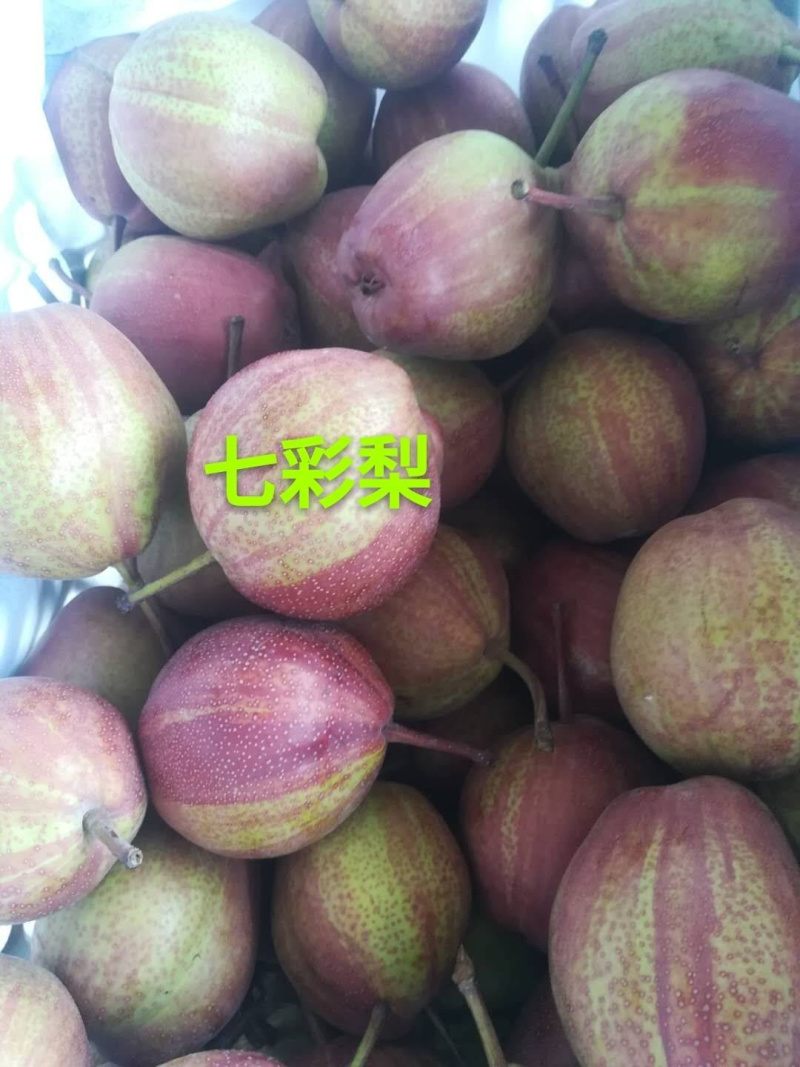 陕西精品彩虹梨现货大量供应，货源充足，品质佳，欢迎联系！