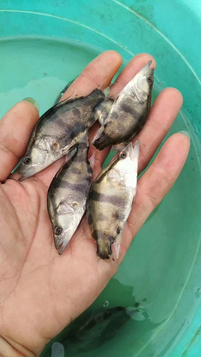 3到5cm桂鱼苗，全国发货快递量大空运。现货现发