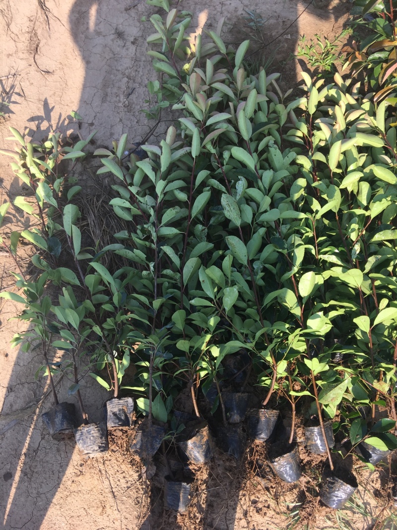 红叶石楠