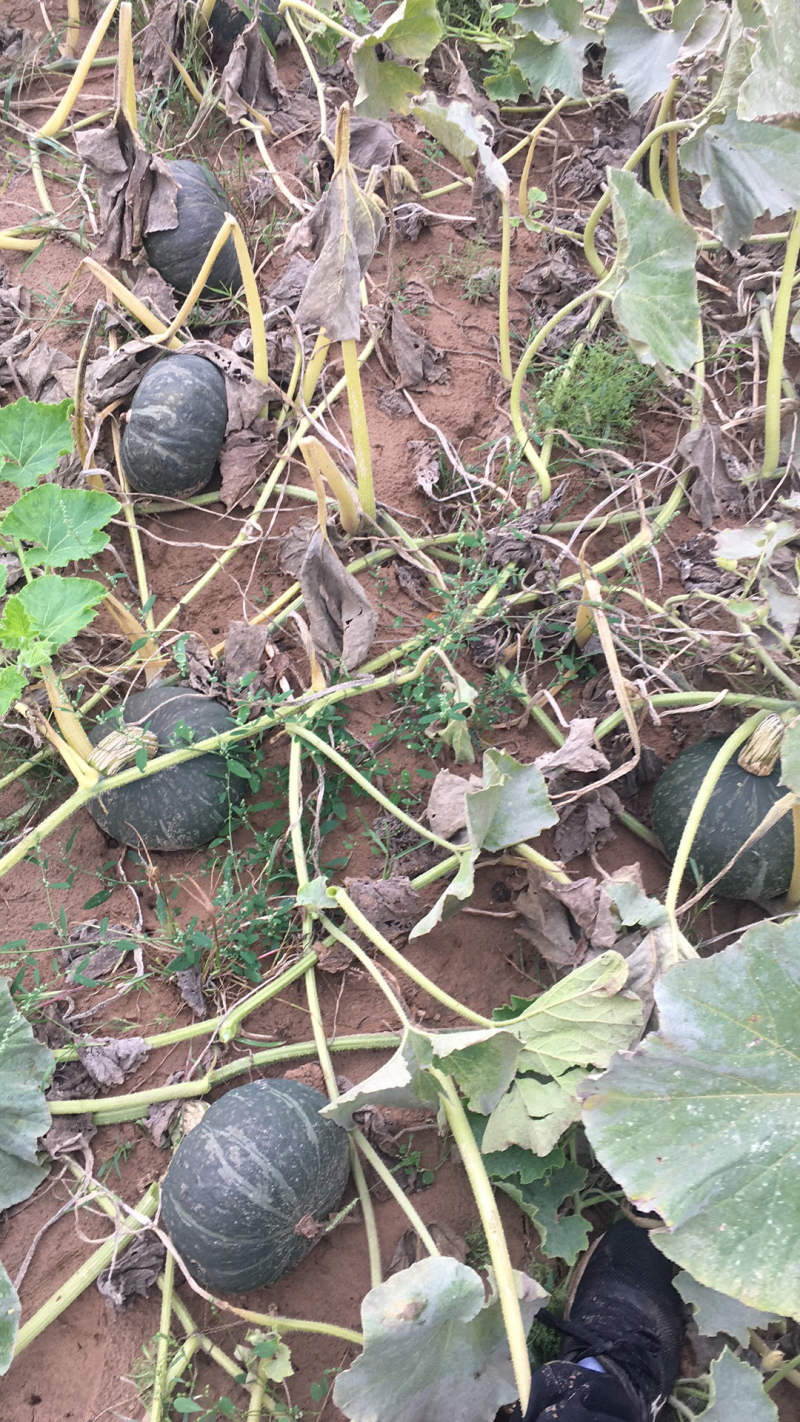 南瓜，陕北沙地南瓜，面，甜，没有地气，皮毛漂亮。