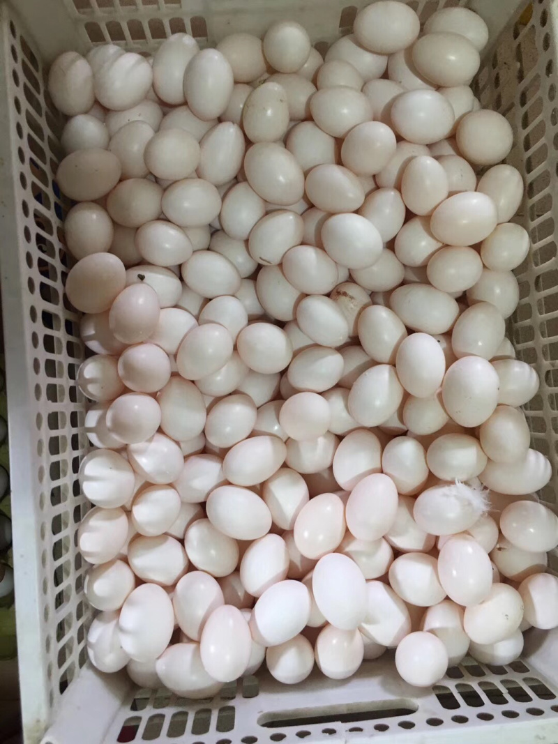 双母鸽子蛋30个一箱一件代发