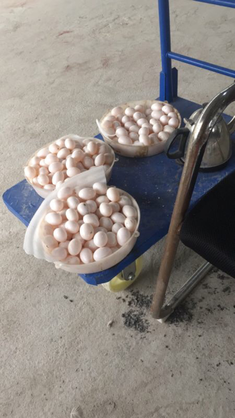 双母鸽子蛋30个一箱一件代发