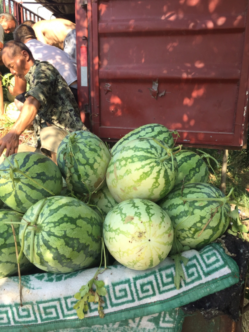 西农八号大量上市欢迎各位老板来咨询采购