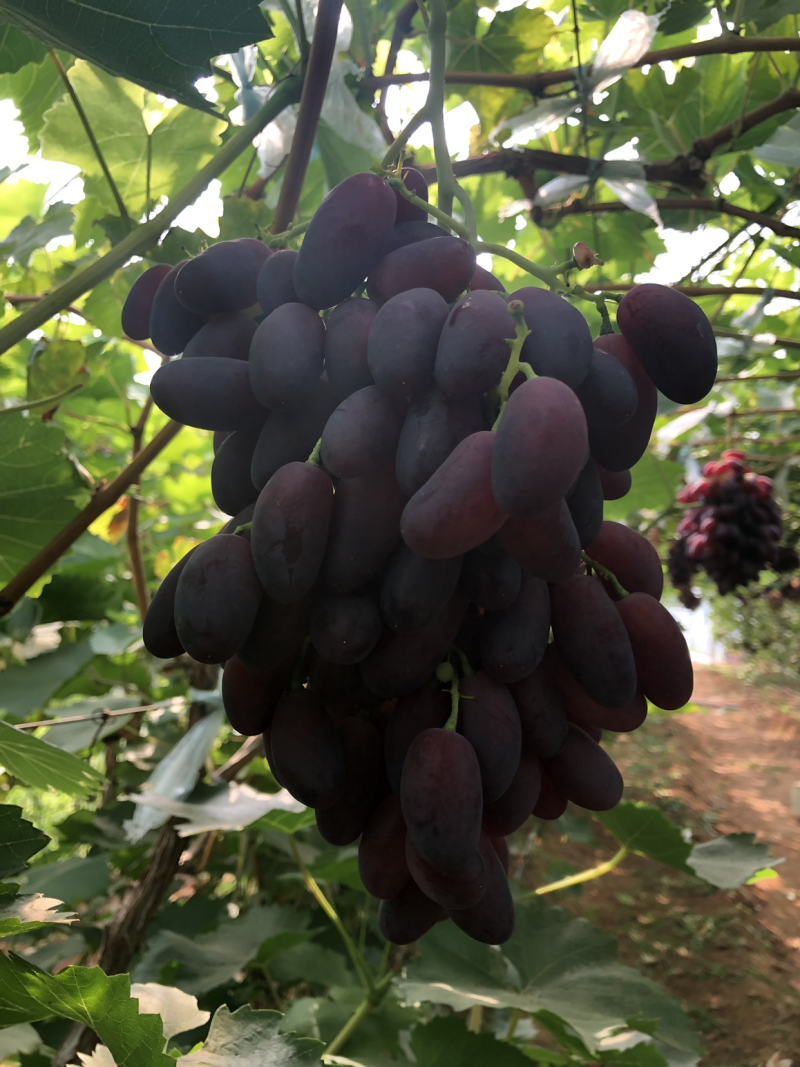35000斤长粒沙尔