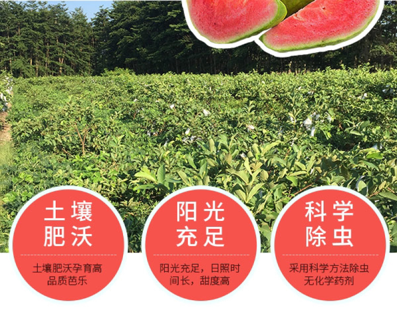 红心芭乐当季新鲜番石榴特产现摘热带红肉水果应季2个试吃装